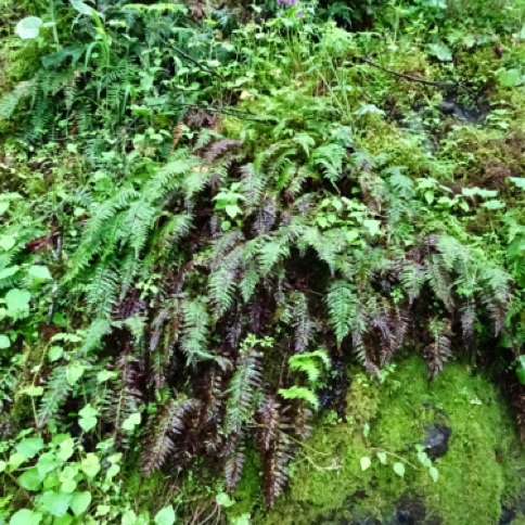 Fern along path to Bridal Veil Falls